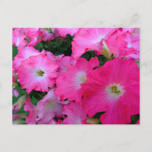 Carte Postale Pétunias rose