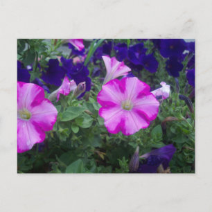 Carte Postale Pétunias rose et violet