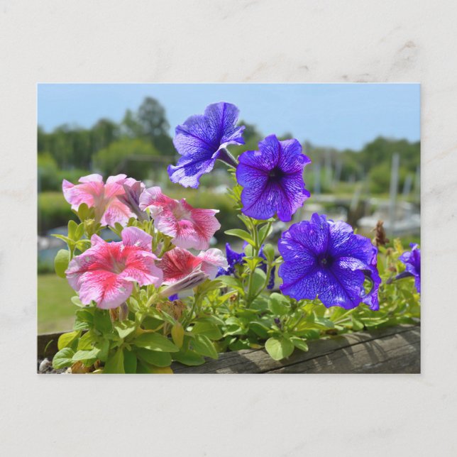 Carte Postale Petunias rouge et bleu (Devant)