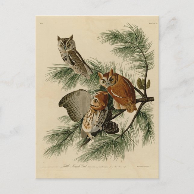 Carte Postale Peu de hibou de cri strident (Devant)