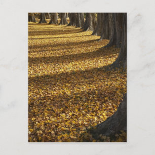 Carte Postale Peupliers en automne, lac Wanaka, Otago,