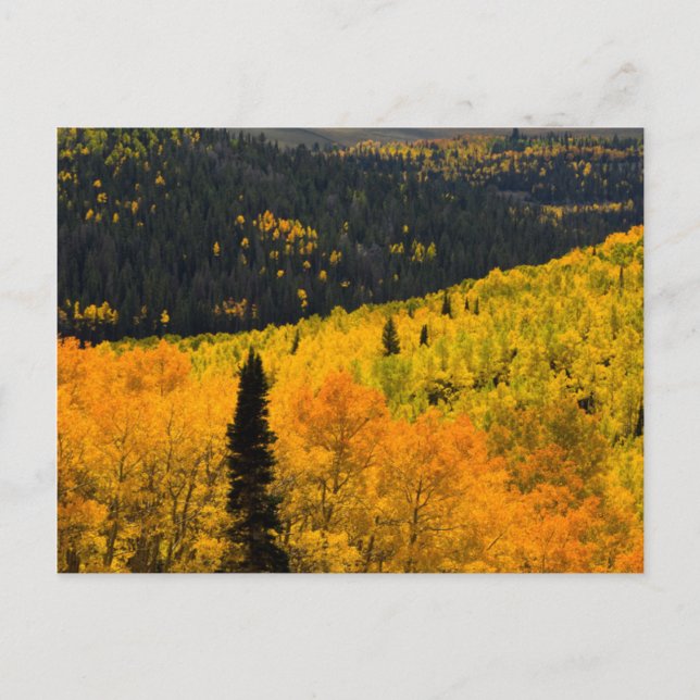 Carte Postale Peupliers Trembles (Populus Tremuloides) et Conifè (Devant)