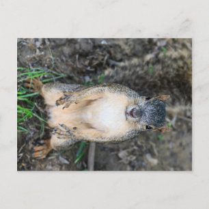 Carte Postale Peux-tu épargner un écrou ? (couleur)