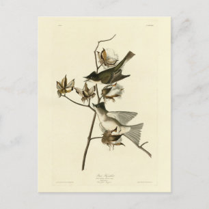 Carte Postale Pewit Flycatcher, Phoebe, Audubon Birds of America