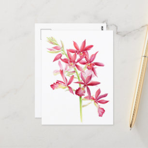 Carte Postale Phaiocalanthe Parkside rouge orchidée aquarelle ar