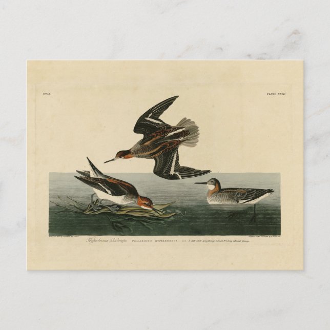 Carte Postale phalarope hyperboréenne - Audubon's Birds of Ameri (Devant)