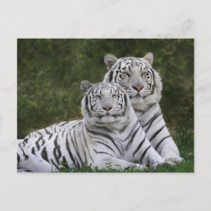 Carte Postale phase blanche, Tigre du Bengale, Tigris