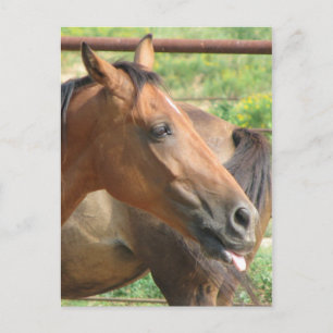 Carte Postale Phbttttttttttt ! ! ! ! !