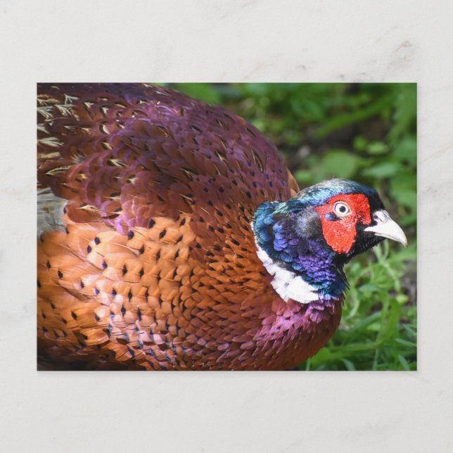 Carte Postale Pheasant (Devant)