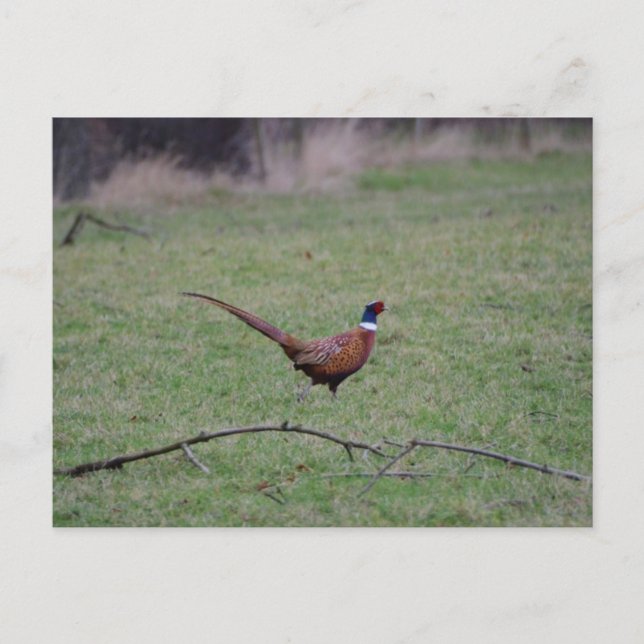 Carte Postale Pheasant (Devant)