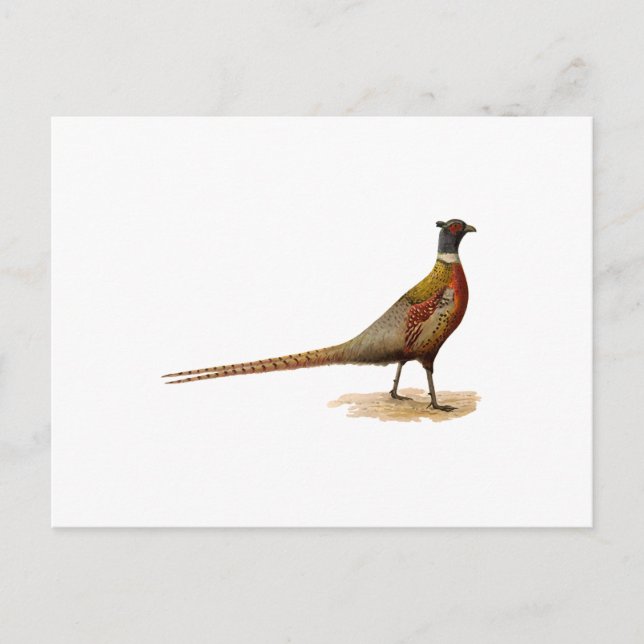 Carte Postale Pheasant à cou cerf (Devant)