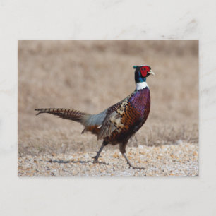 Carte Postale Pheasant à crayon