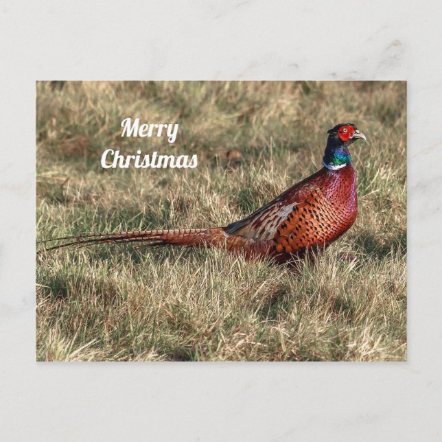 Carte Postale Pheasant Photo Noël (Devant)