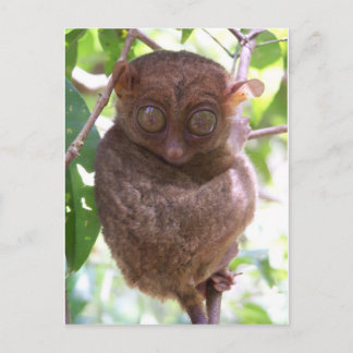Carte Postale Philippine Tarsier