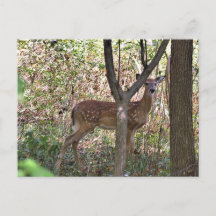 Carte postale Philly Whitetail Fawn