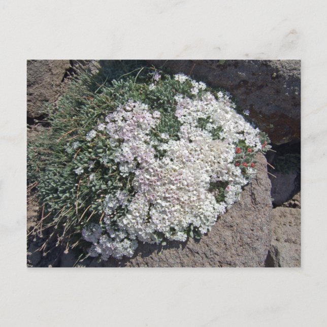 Carte Postale Phlox diffusa (Devant)