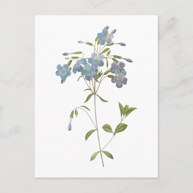 Carte Postale phlox (Phlox reptans) par Redouté (Devant)
