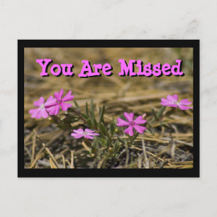 Carte Postale Phlox Violet Showy Occidental Fleur Sauvage Person