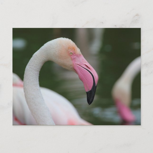 Carte Postale Phoenicopterus roseus (Devant)