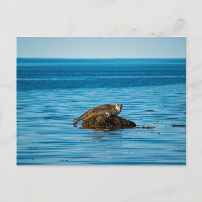 Carte Postale Phoque commun (Devant)