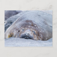 Phoque d'éléphant dormant