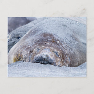 Carte Postale Phoque d'éléphant dormant