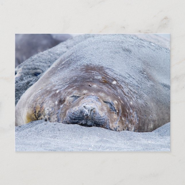 Carte Postale Phoque d'éléphant dormant (Devant)