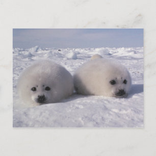 Carte Postale Phoque du Groenland (Phoca groenlandica) Jeunes ph