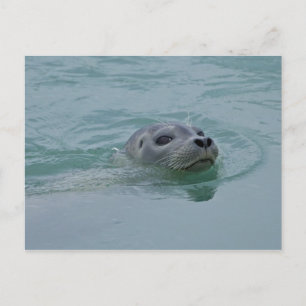 Carte Postale Phoque marin nageant dans le lac glaciaire Jokulsa