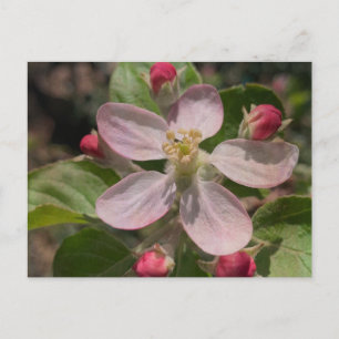 Carte Postale Photo 5 étoiles Apple Blossom
