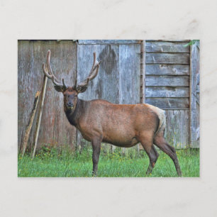 Carte Postale Photo 6 Point Bull Elk