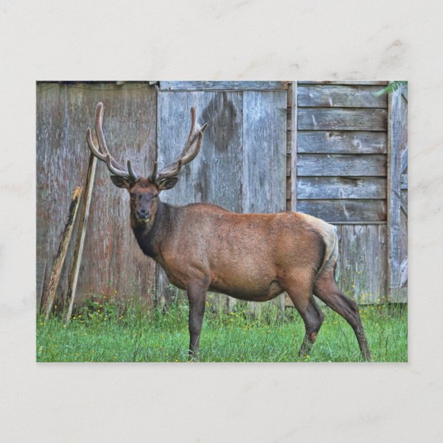 Carte Postale Photo 6 Point Bull Elk (Devant)