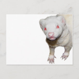 Carte Postale Photo Albino Ferret