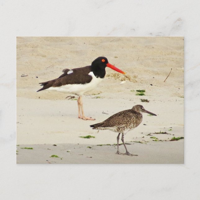 Carte Postale Photo American Oystercatchers (Devant)