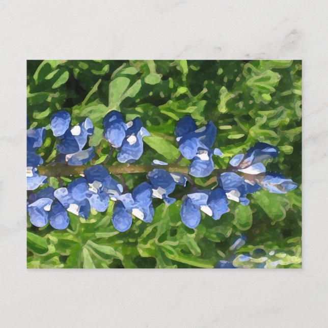 Carte Postale Photo artistique du Texas Bluebonnet (Devant)