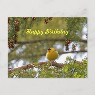 Carte Postale Photo Baby Goldfinch