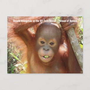 Carte postale Photo Baby Orangutan (Donald)