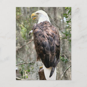 Carte postale photo Bald Eagle