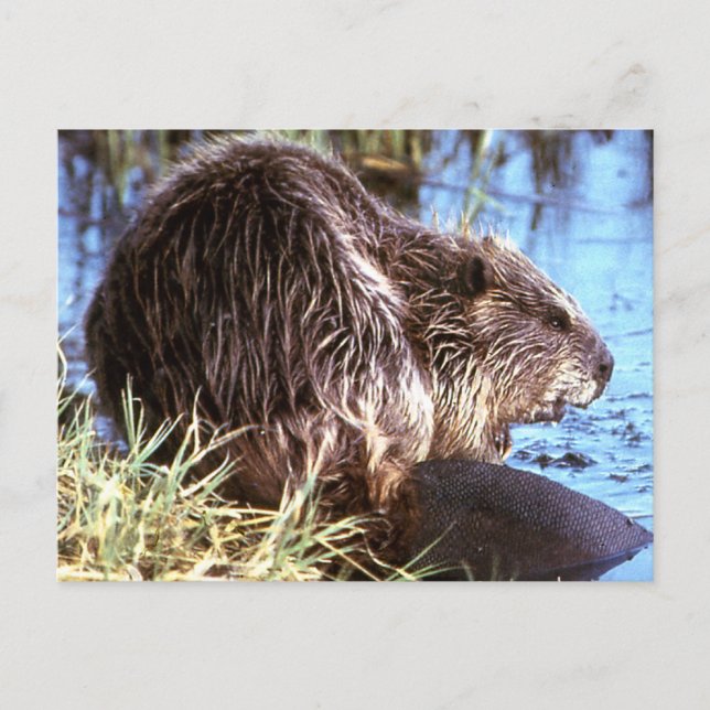 Carte Postale Photo Beaver (Devant)