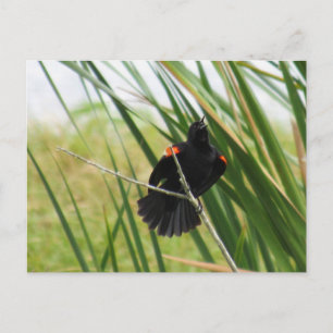 Carte postale photo Blackbird à aile rouge