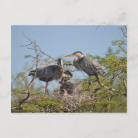 Carte postale photo Blue Heron Nest