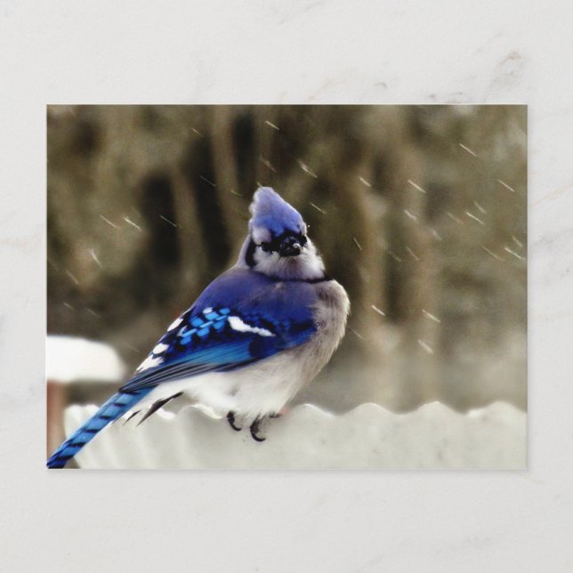 Carte Postale Photo Blue Jay (Devant)