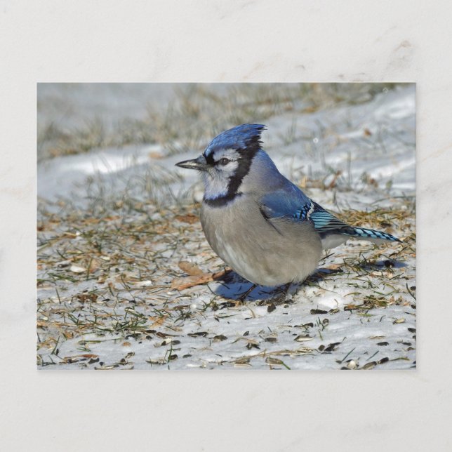 Carte Postale Photo Blue Jay (Devant)