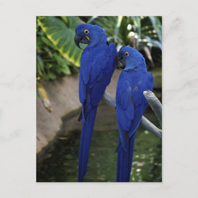 Carte postale Photo Blue Parrots (Devant)