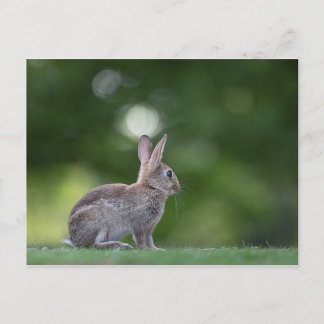 Carte Postale Photo Bunny (Devant)