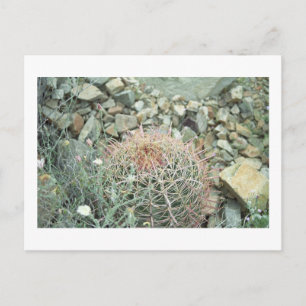 Carte postale photo Cactus de poésie du désert Ari