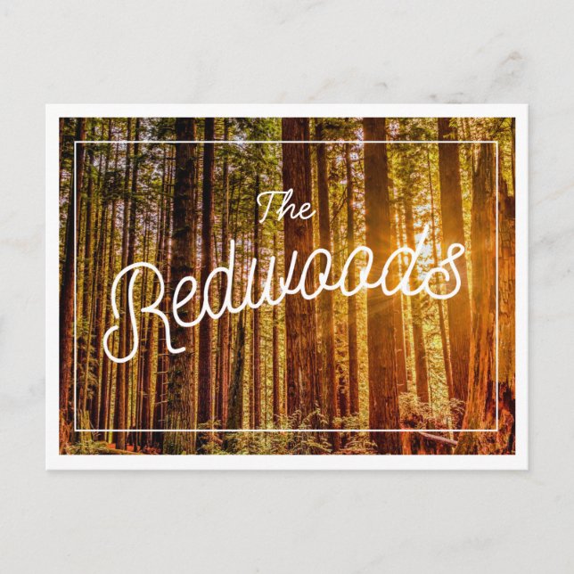 Carte postale photo California Redwoods (Devant)