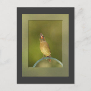 Carte postale Photo Cardinal Femme