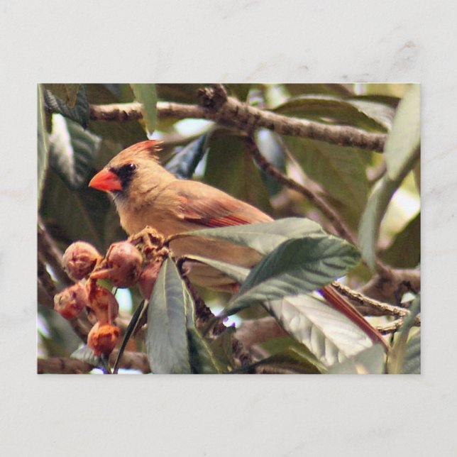 Carte postale Photo Cardinal Femme (Devant)