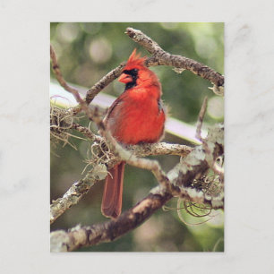 Carte postale Photo Cardinal Homme